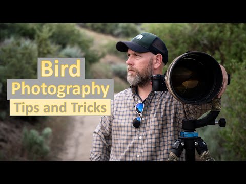 Bird Photography Tips and Tricks! Photographing small birds with the Nikon Z6II and 600mm F/4!