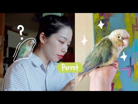 어쩌다가 앵무새 데리고 온 썰🌝 I How I got a new parrot I 김갈릭