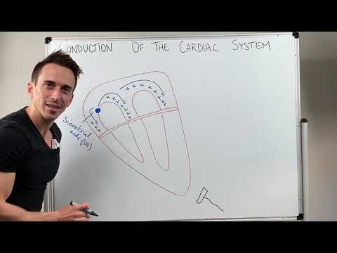 Heart Conduction & ECG (EKG) Interpretation