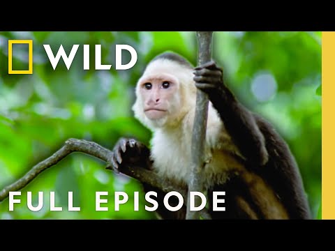 Wild Costa Rica (Full Episode) | The Living Edens | Nat Geo Animals