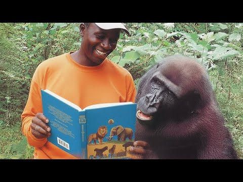 When Animals Are Being Total Little Humans 🤪 Funny Animal and Human