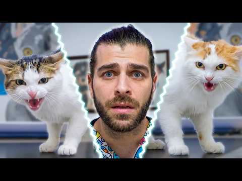 CATS ATTACK VETERINARIAN! (Are These Cats or Tigers!?)