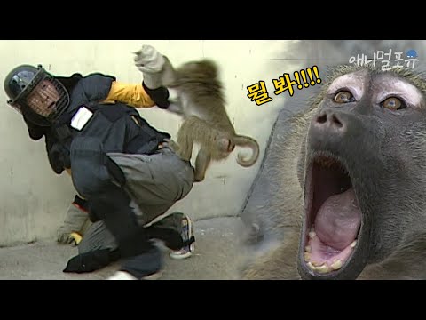 눈 마주치면 공격하는 무서운 원숭이들;; 원숭이를 얌전하게 하는 유일한 방법? 🙈｜KBS 스펀지 070505 방송