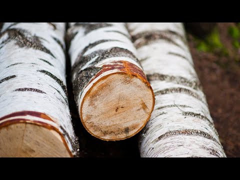 А Whiskey Barrel from an Birch Log DIY | How to make a Wooden Barrel with your own hands