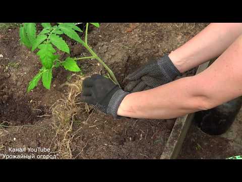 СДЕЛАЙТЕ ЭТО ПРИ ПОСАДКЕ ТОМАТОВ И ПОДКОРМКИ БУДУТ НЕ НУЖНЫ!