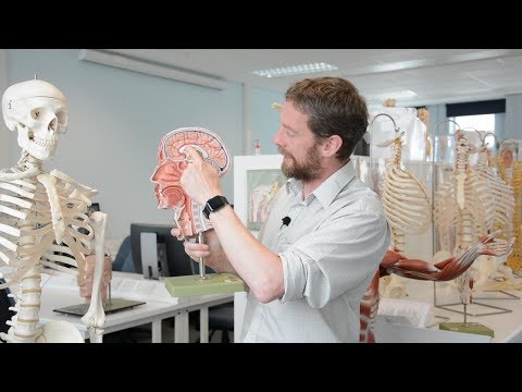 Brain - midline neuroanatomy part 1