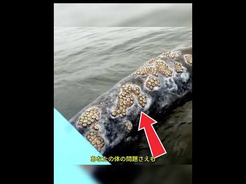 Los PERCEBES se COMEN a las BALLENAS o no? 🐳 🐋 #sabiasque #curiosidades #peces