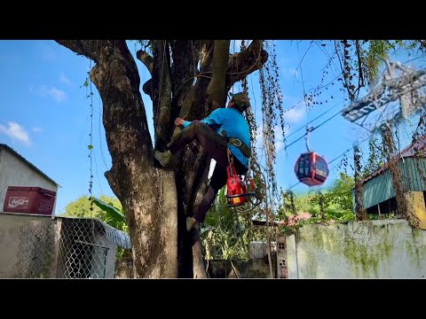 cây thị hơn hai trăm năm tuổi chú tính thợ cưa nhánh cắt ngọn # Bangcaucay 