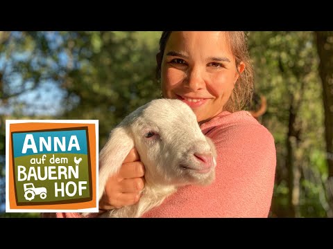 Die Schafe im Zwergenwald | Anna auf dem Bauernhof  | #4