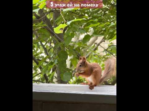 🐿️Белка стала домашней