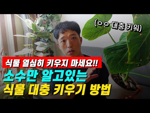 식물 열심히 키우지 마세요!! 소수만 알고있는 식물 대충 키우기 방법