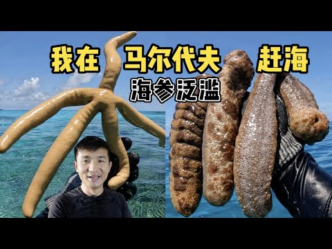 《环球探海记》马尔代夫 第13天:今天赶海挑战八爪鱼,居然被我收获一个8斤重的超大贝壳! #马尔代夫 #赶海 #旅行 #旅行攻略 #环球旅行