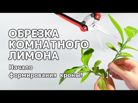 Первая ОБРЕЗКА КОМНАТНОГО ЛИМОНА | На пути к формированию кроны!