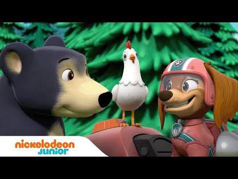 PAW Patrol : La Pat' Patrouille | Les chiots rencontrent les Supers chats ! 🐶🐱 | Nickelodeon Jr.