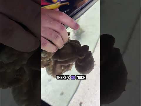 Susie the octopus is getting old :(