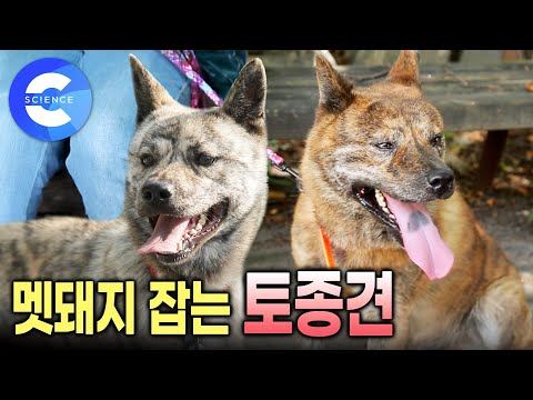 우리나라에서 가장 오래된 토종개 '동경이' 🐕 | 호랑이 무늬를 가진 용맹한 개 | 동경이 꼬리가 짧은 이유는? | 한국 토종개를 찾아서 | 토종견문록