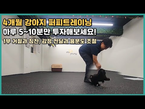 Training a 4-month-old puppy: 5-10 minutes a day to establish the foundation of communication and...