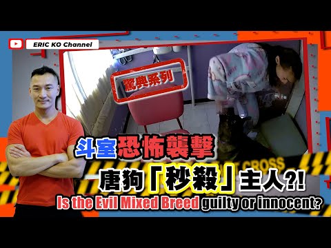 驚典系列😱  「唐狗秒殺主人 」斗室恐怖襲擊 Is the Evil Mixed Breed guilty or innocent?