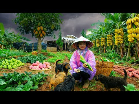 Harvest Agricultural Produce: Chayote, Malabar Spinach, Sweet Potatoes, Mangoe Sell At The Market