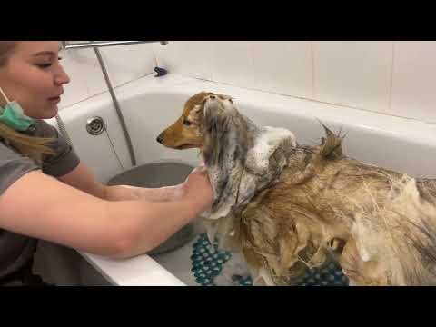 Уход за ДЛИННОШЕРСТНЫМИ породами: всё об экспресс-линьке, мытье и вычесывании