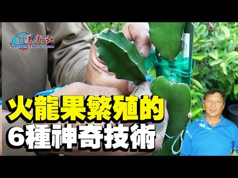 6 Amazing Techniques for Dragon Fruit Propagation, Many People Are Unaware Of.