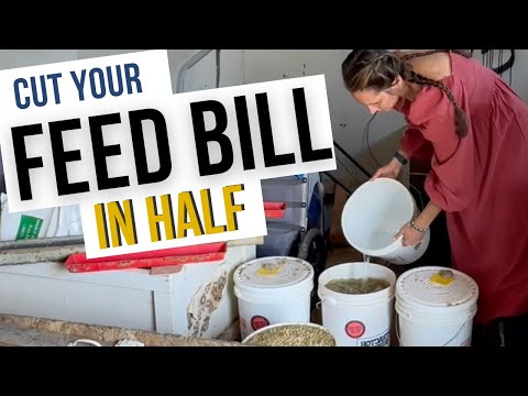 How to ferment your chicken feed