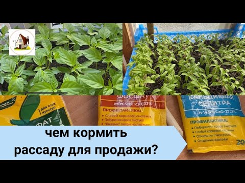 8.Подкормка рассады на продажу.