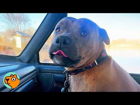 Dog Meets Her Babies After Weeks Apart And It's Too Cute! | Cuddle Buddies