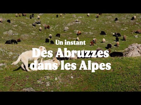 DES ABRUZZES DANS LES ALPES - Un instant (#chien de #protection face au #loup)