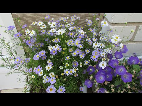 Простушка брахикома – выращивание из семян