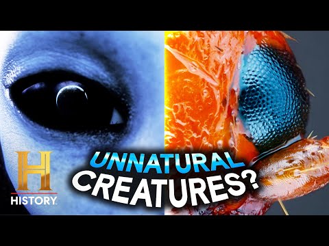 The Animal Connection to the Gods | Ancient Aliens
