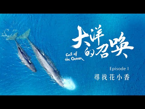 《大洋的召喚》首部曲 尋找花小香_4K SDR《聚焦全世界》第52期｜Call of the Ocean : Searching for Hua Xiao Xiang｜舒夢蘭