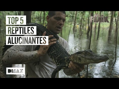 Encuentros con reptiles asombrosos, la debilidad de Wild Frank | Wild Frank