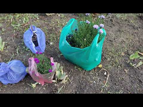 Купили саженцы и цветы. Дела домашние. Переезд из Сибири.