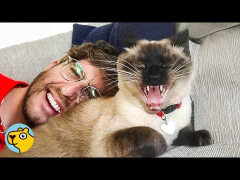 Man Never Wanted a Pet Until He Met This Talkative Cat