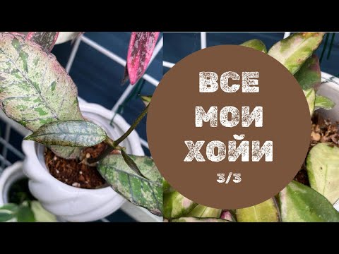 Все мои хойи. Обзор-подчсчёт. Часть 3