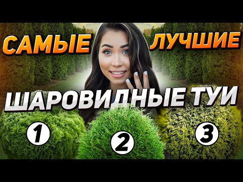 ШАРОВИДНЫЕ ТУИ: самые СТОЙКИЕ и МАЛОУХОДНЫЕ!