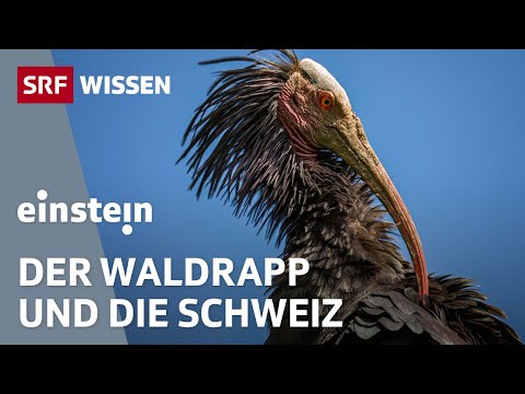 Waldrapp – eine umstrittene Rückkehr nach 400 Jahren | Einstein | SRF Wissen