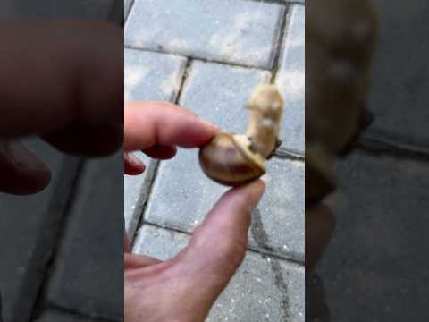 Большая Улитка