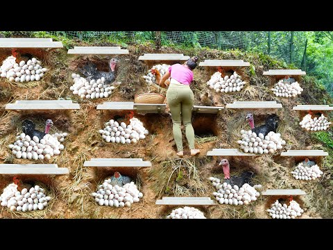 REWIND TIMELAPSE --366 Days Harvest Lots Of Duck Eggs, Chicken Eggs - Harvest Many Ducks, Chickens