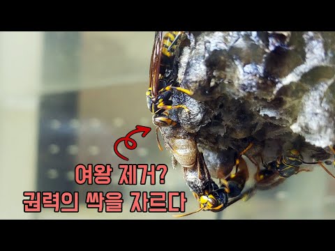 마지막 희망인 여왕벌 번데기를 제거하는 쌍살벌의 이상행동 [오브리더]