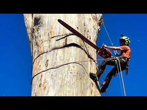 17yo VS 250yo Gum Tree Day 3