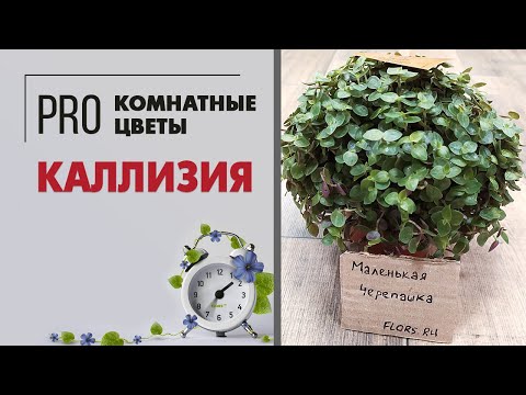 Каллизия - почвопокровное растение для подсадки к крупномерам