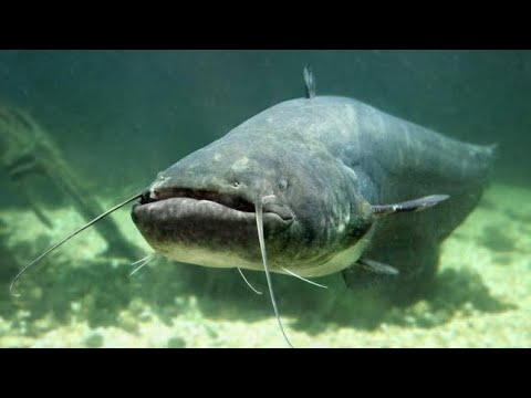 ТРОФЕЙНЫЙ СОМ!ОГРОМНЫЕ САЗАНЫ!БАЛХАШ ПОДВОДНАЯ ОХОТА!РЫБАЛКА В АВГУСТЕ 2025#рыбалка #fishing#сомы