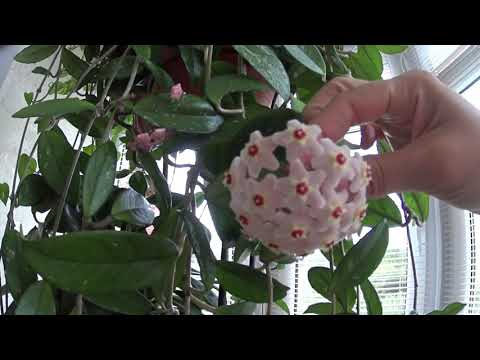 Цветение Хойи Карнозы и Сансевиерии! Обзор растений на лоджии и уборка)))). Май 2022 год.