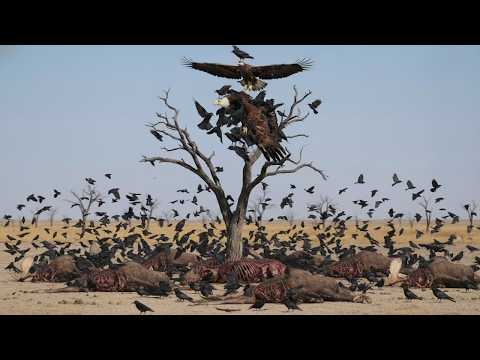 这就是为什么老鹰杀不死乌鸦——原因让科学家也感到惊讶