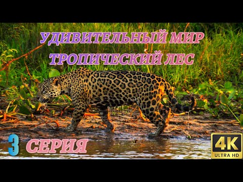 Удивительный Мир Дикой Природы. Тропический лес. Документальный Фильм 4K. 3 серия из 4