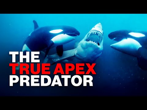 The Only Natural Predator of the Great White Shark