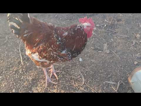 Порода курей лівенська ситцева. Огляд 23.03.2024.