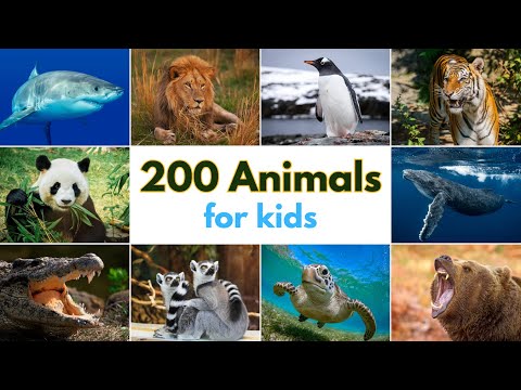 200 Animals for Kids | Learn Wild Animals Names with 200 Jungle & Sea Animals for Kids